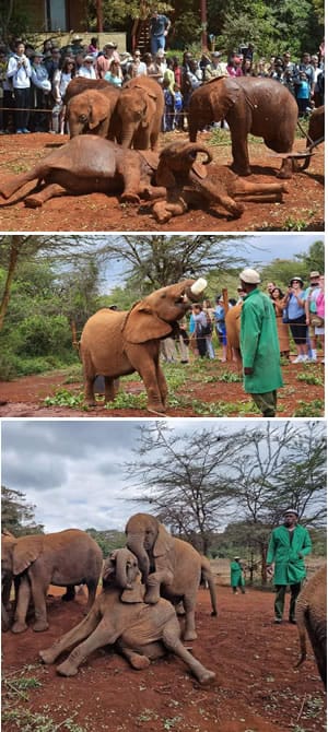 Nairobi 4 explore nairobi sheldrick